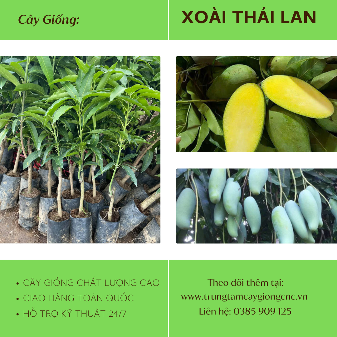 Xoài Thái Lan