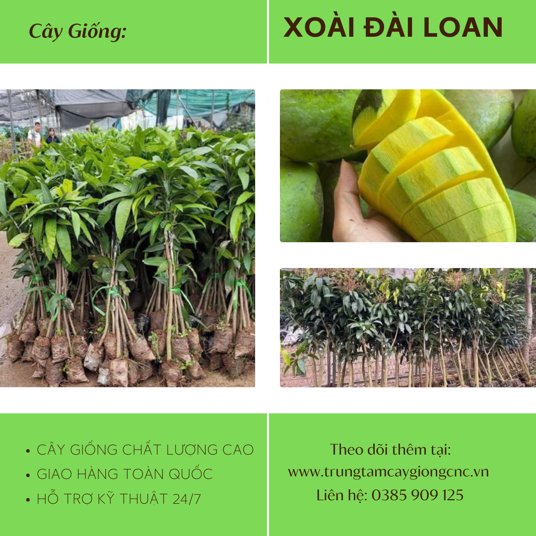 Xoài Đài Loan