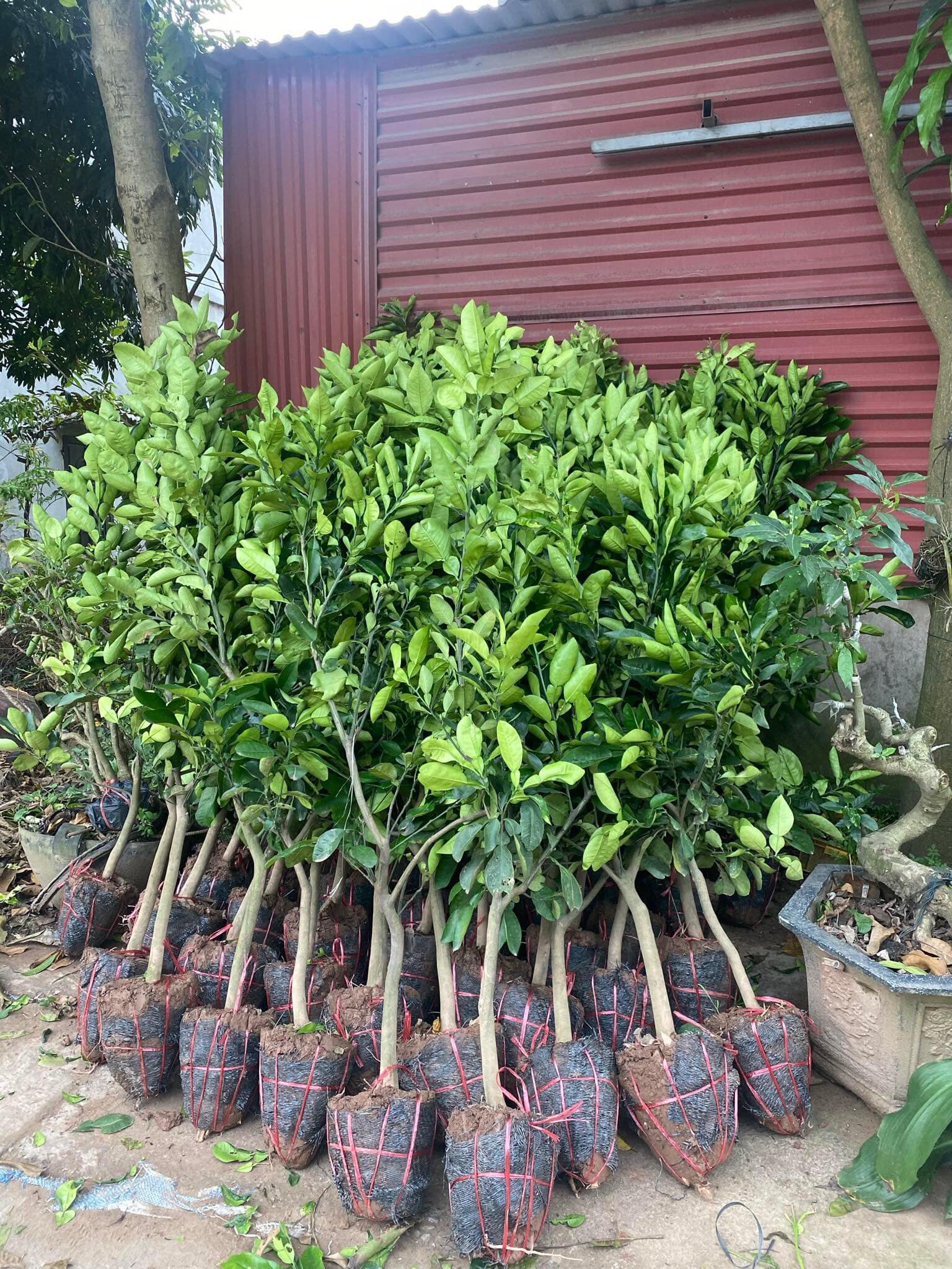 Bưởi Luận Văn - Hình ảnh 3