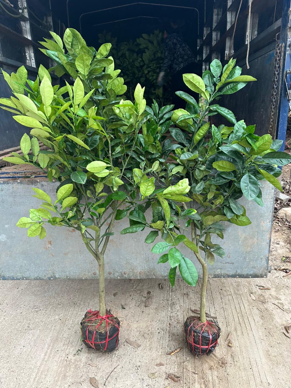 Bưởi Luận Văn - Hình ảnh 4