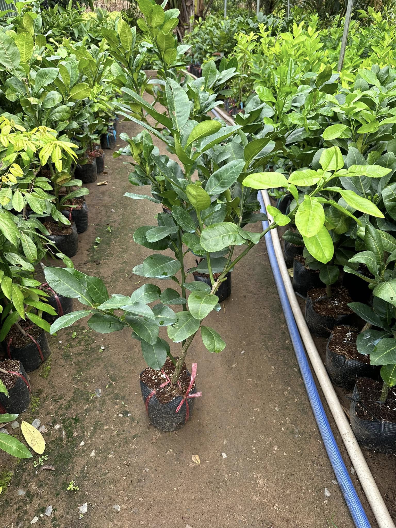 Bưởi Da Xanh - Hình ảnh 2