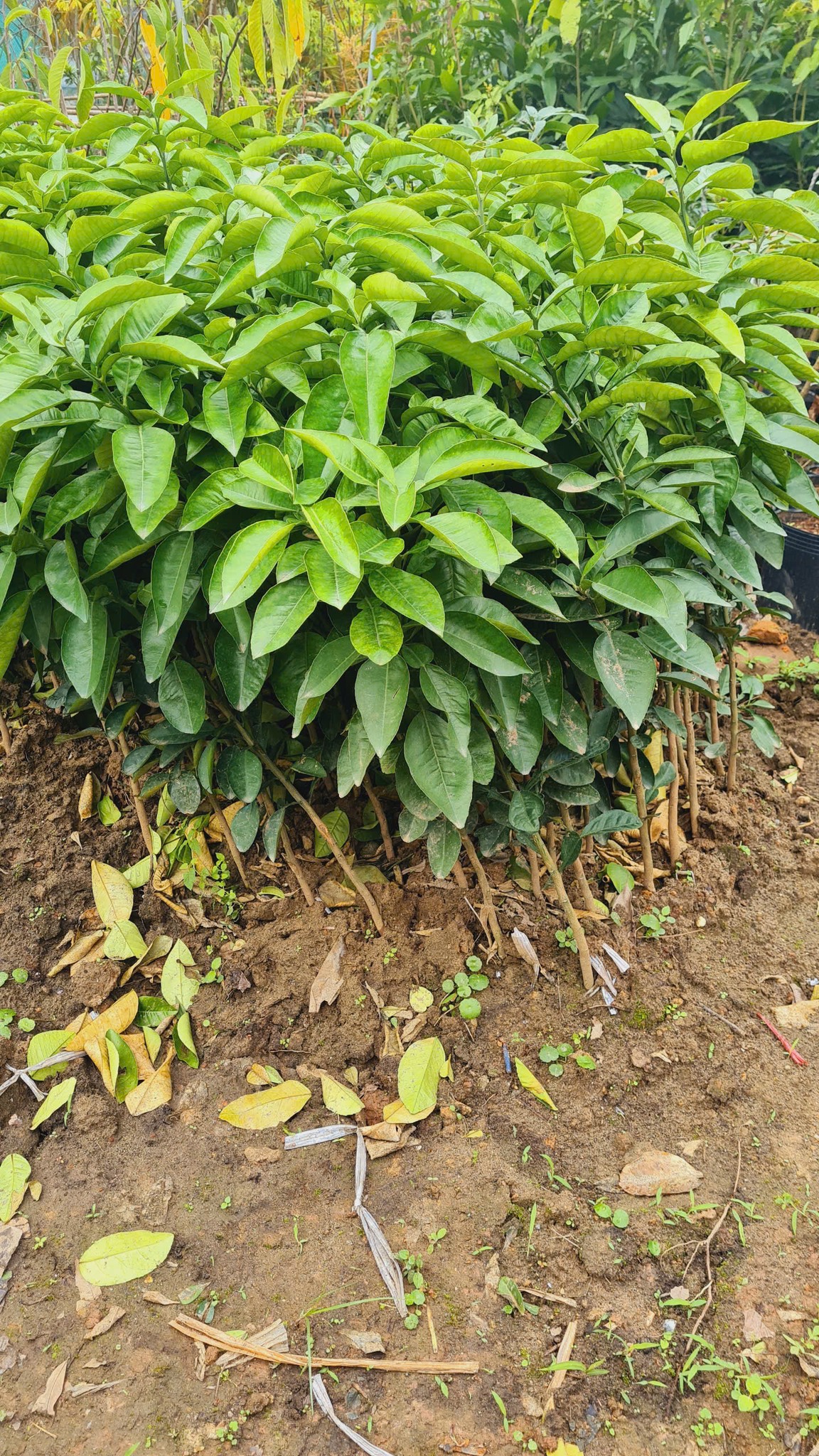 Bưởi Luận Văn - Hình ảnh 5