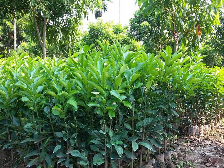 Bưởi Diễn - Hình ảnh 2