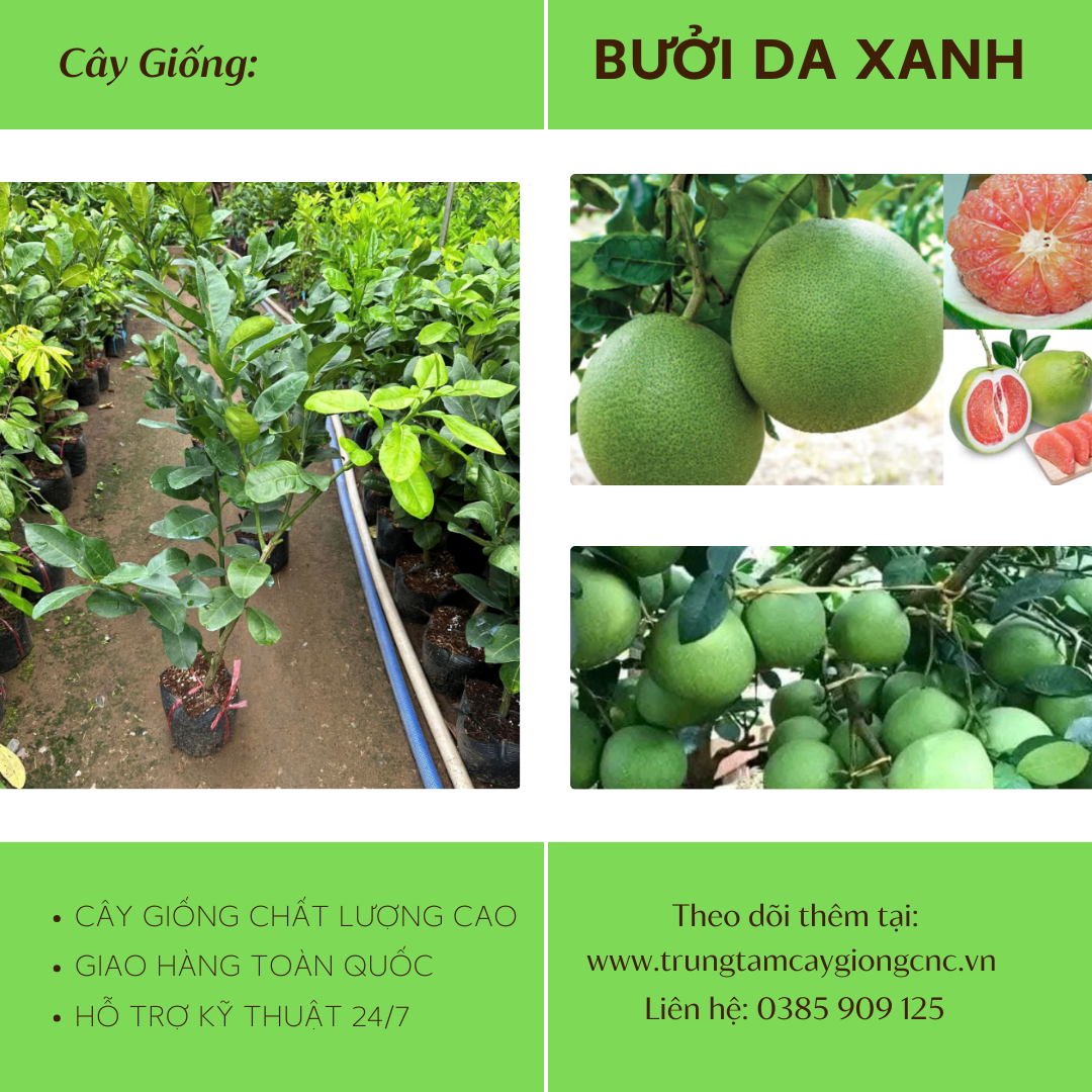 Bưởi Da Xanh