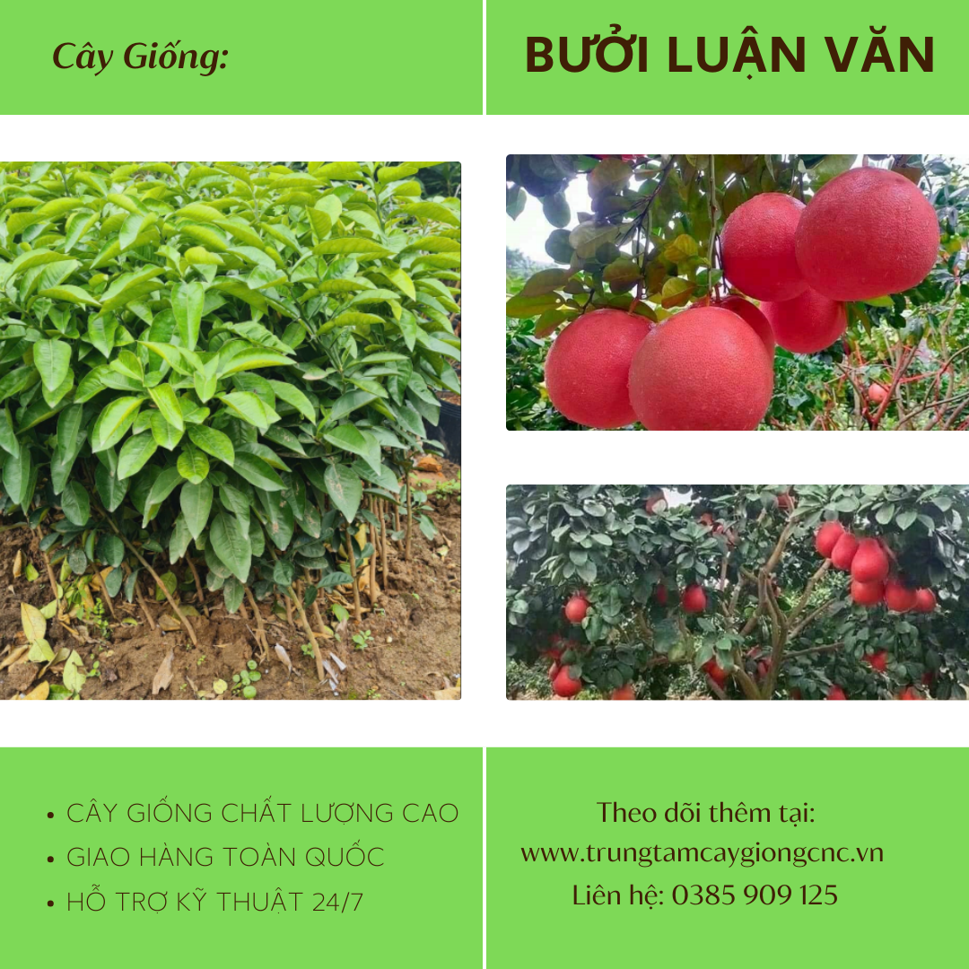 Bưởi Luận Văn