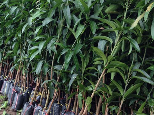 Xoài Thái Lan - Hình ảnh 2