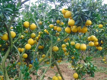 Bưởi Diễn - Hình ảnh 4