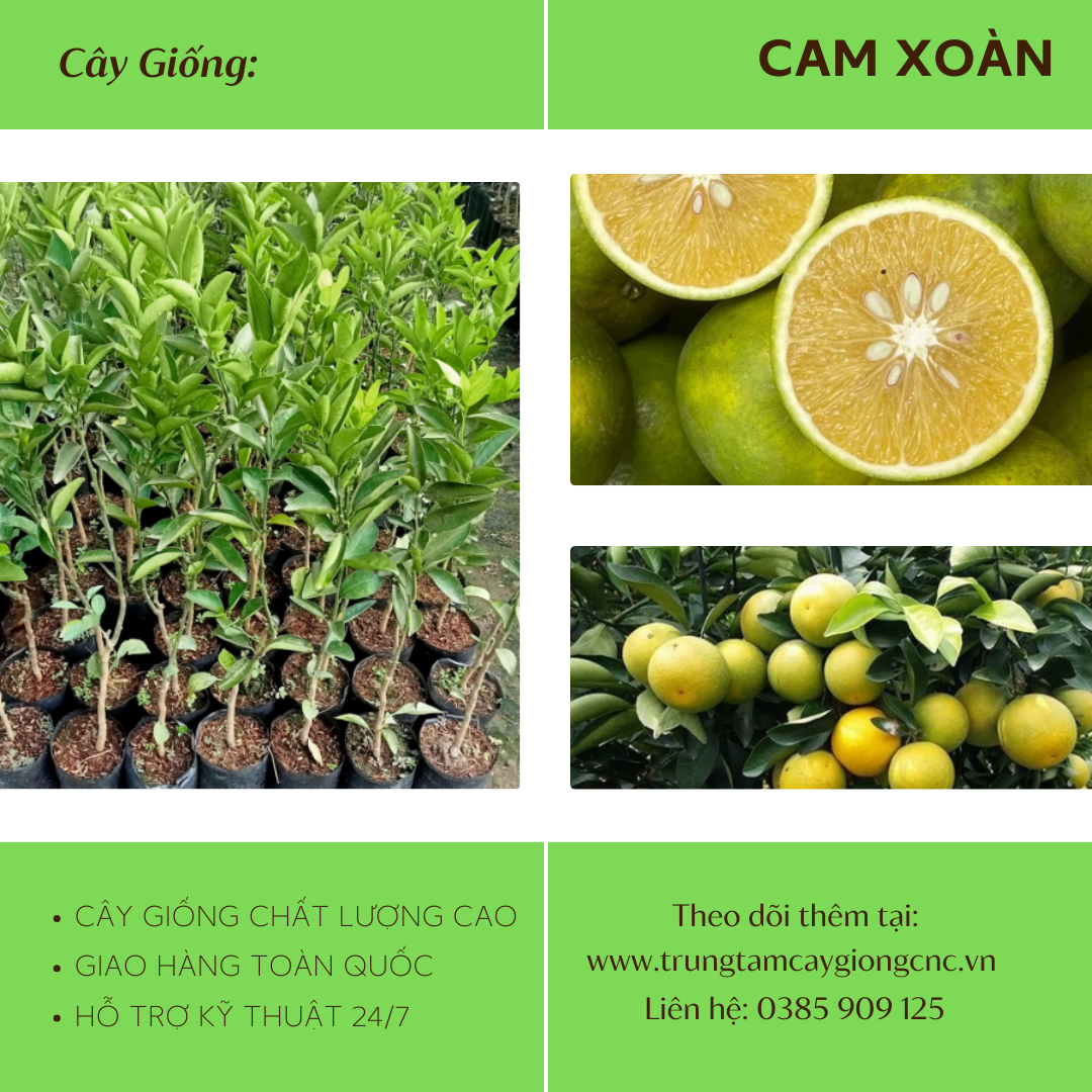 Cam Xoàn