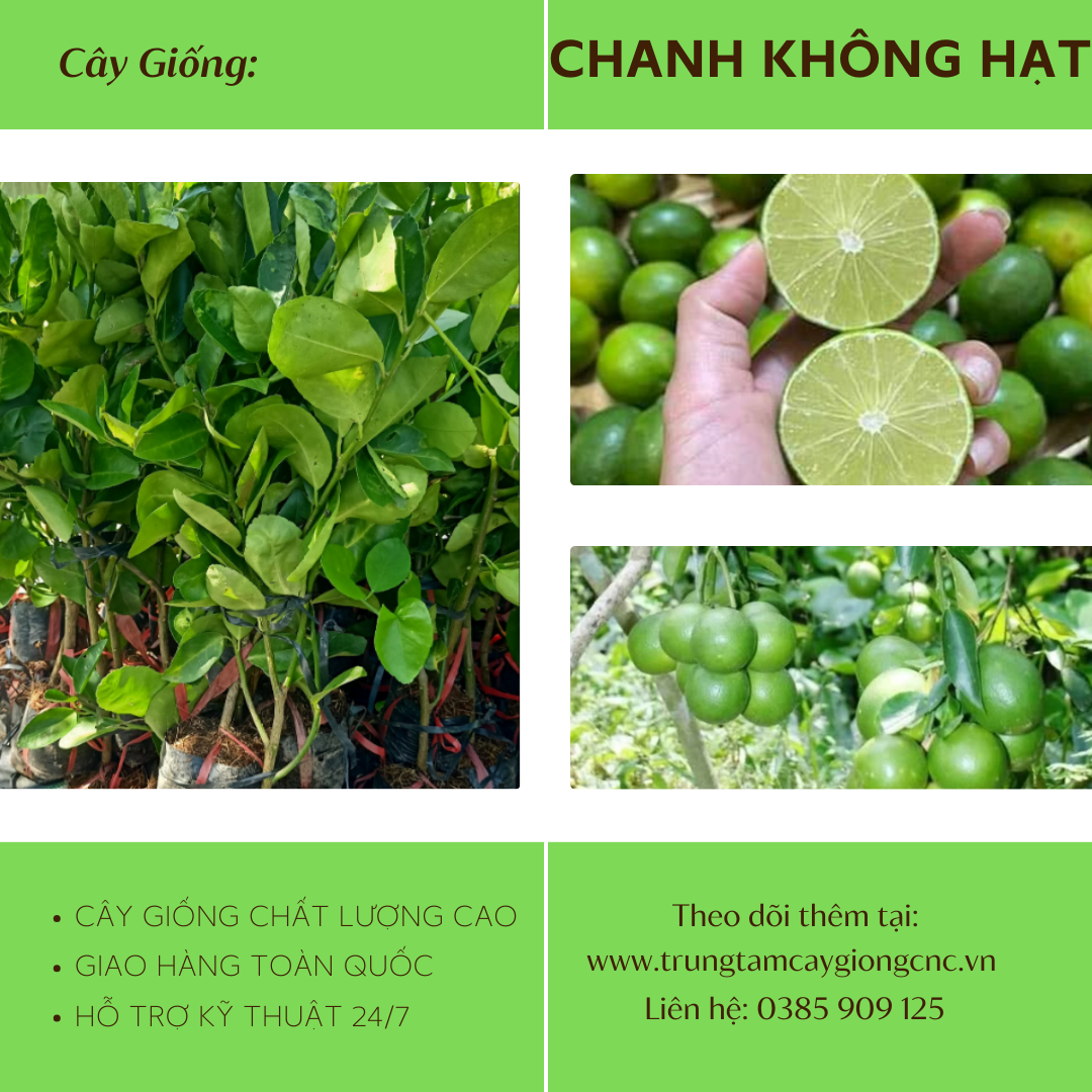 Chanh Không Hạt