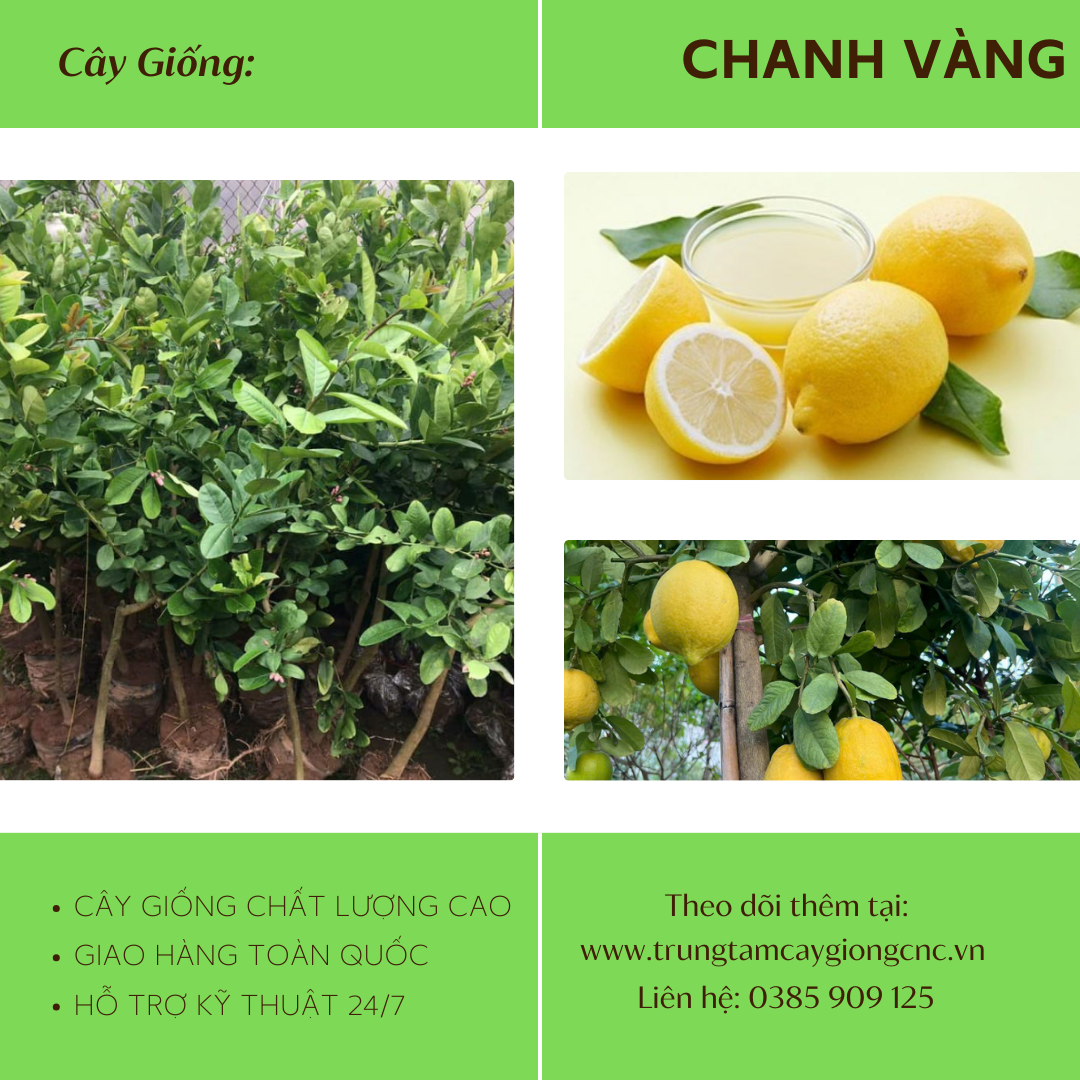 Chanh Vàng