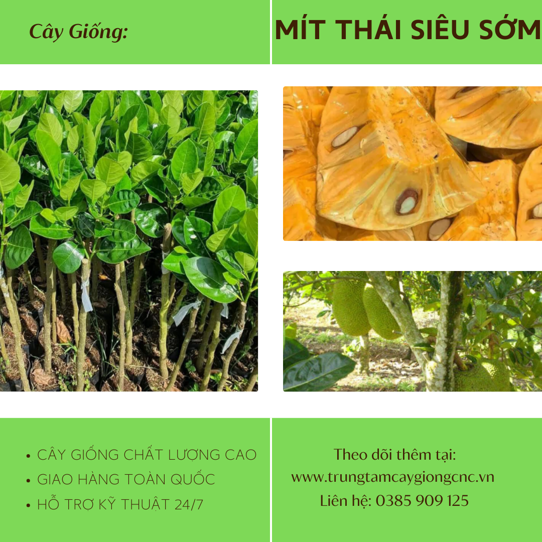 Mít Thái Siêu Sớm