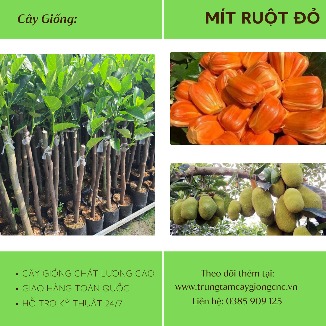 Mít Ruột Đỏ