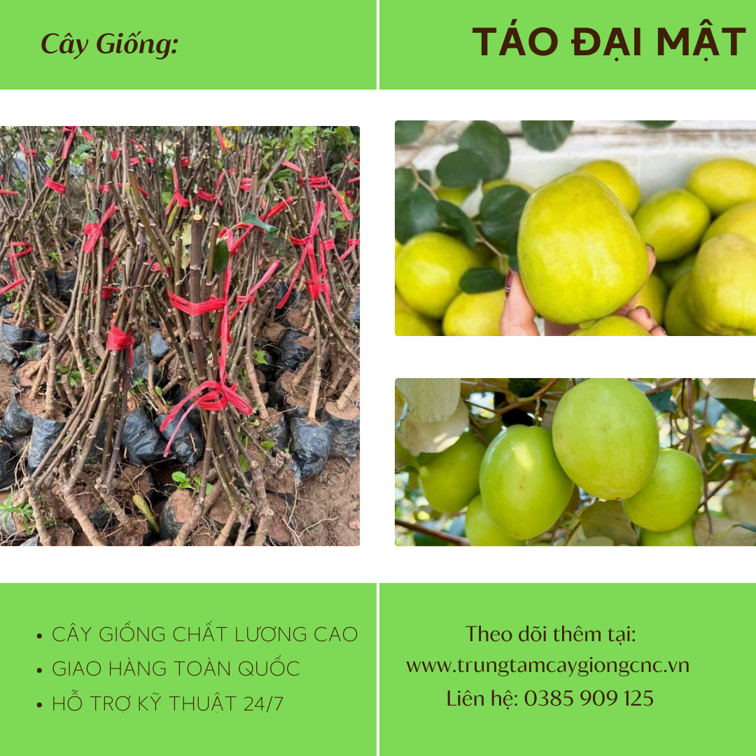 Táo Đại Mật