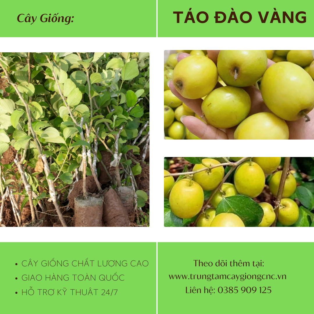 Táo Đào Vàng