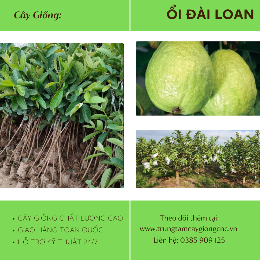 Ổi Đài Loan