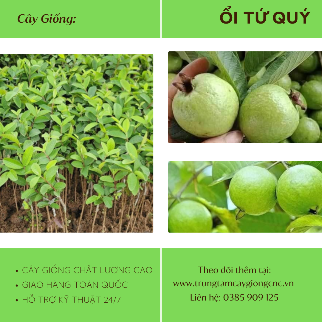 Ổi Tứ Quý