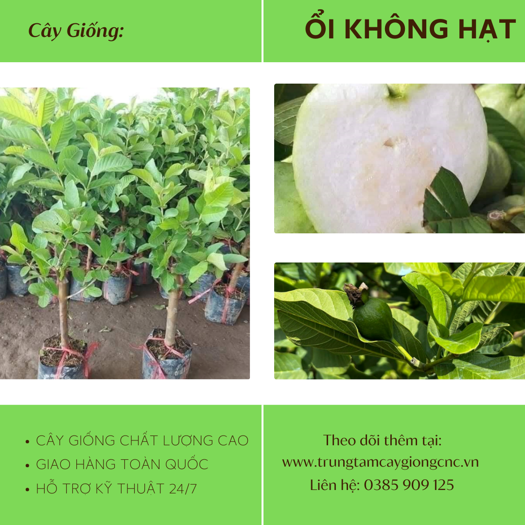 Ổi Không Hạt