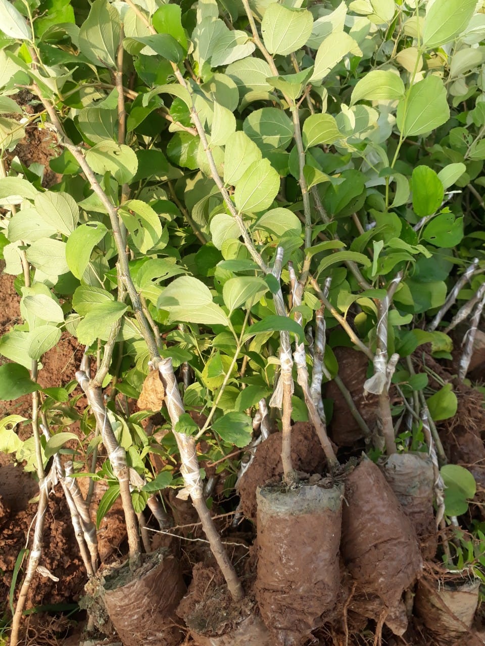 Táo Đào Vàng - Hình ảnh 2