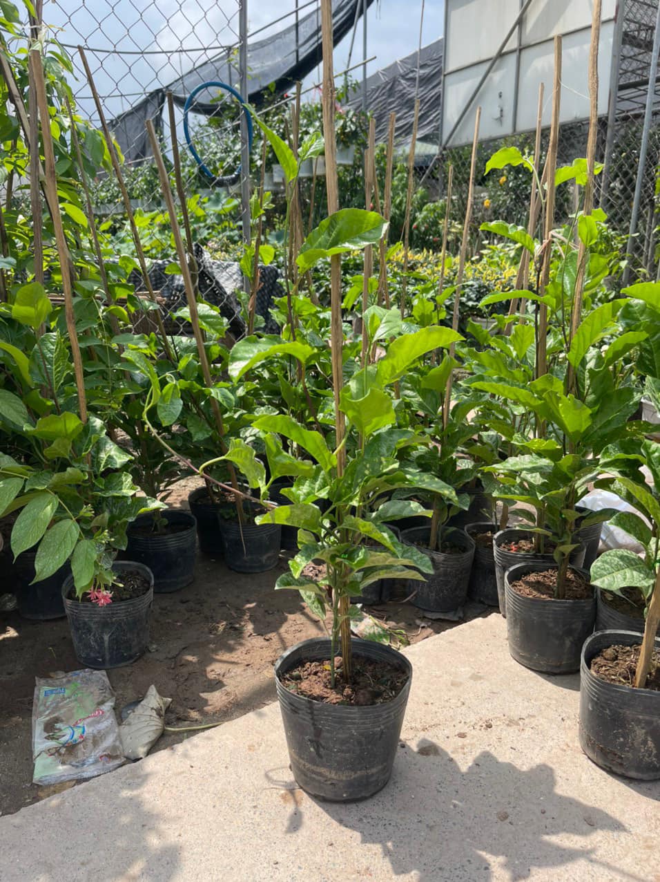 Chanh Leo - Hình ảnh 2