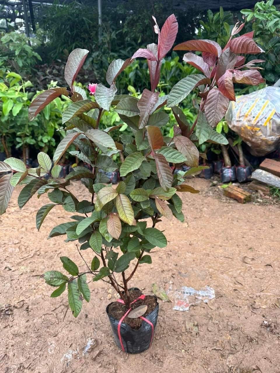 Ổi Tím - Hình ảnh 2