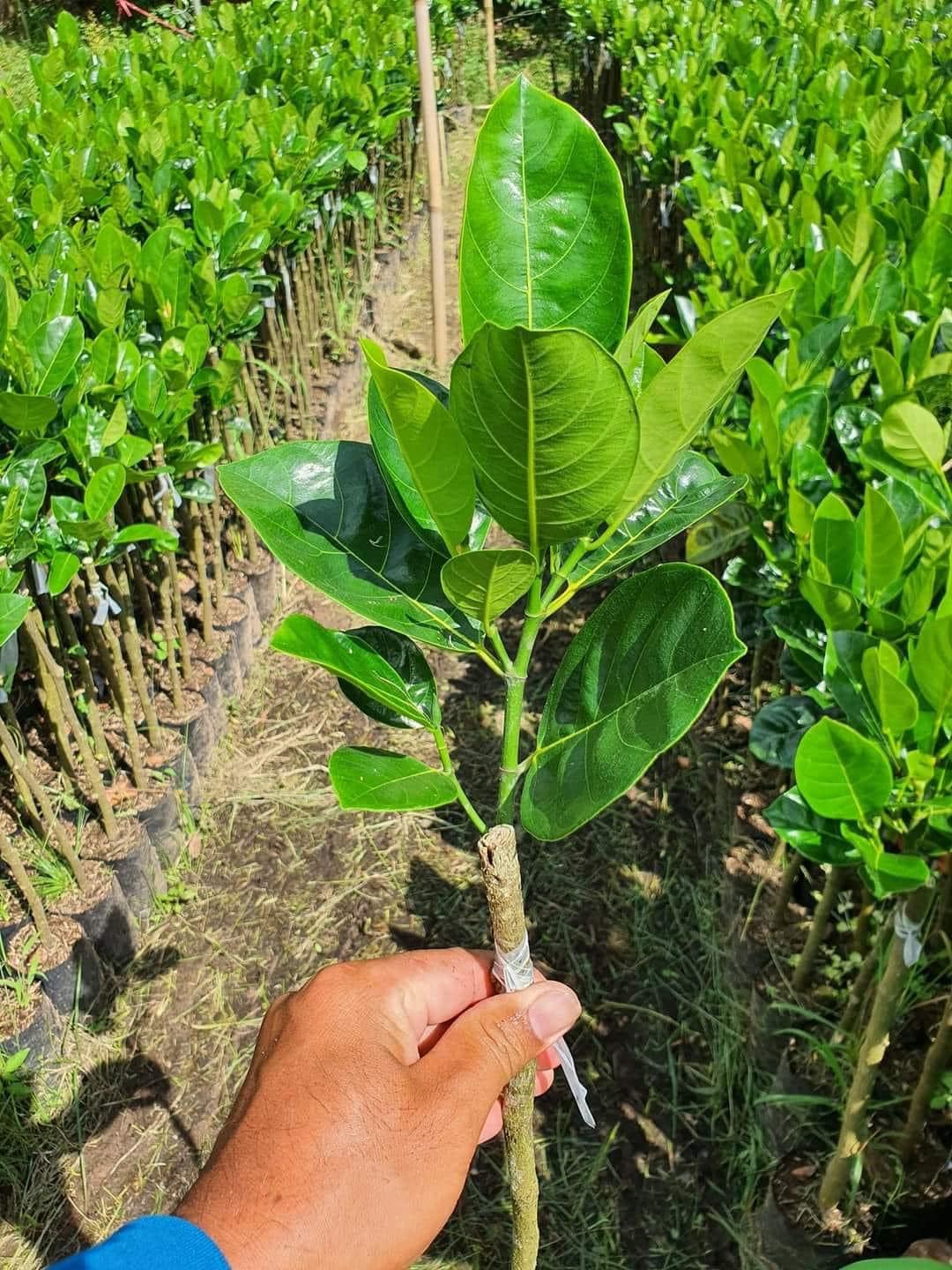 Mít Thái Siêu Sớm - Hình ảnh 2