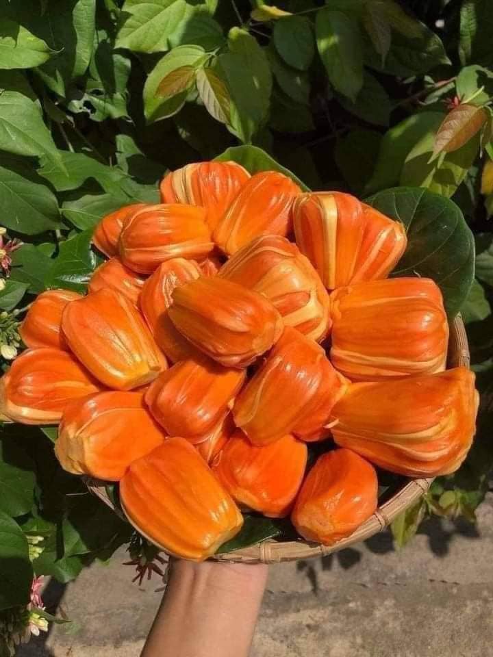 Mít Ruột Đỏ - Hình ảnh 2