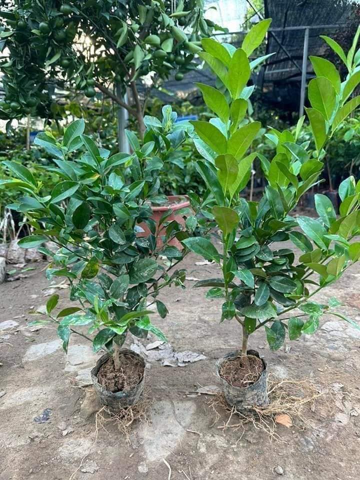 Chanh Không Hạt - Hình ảnh 2