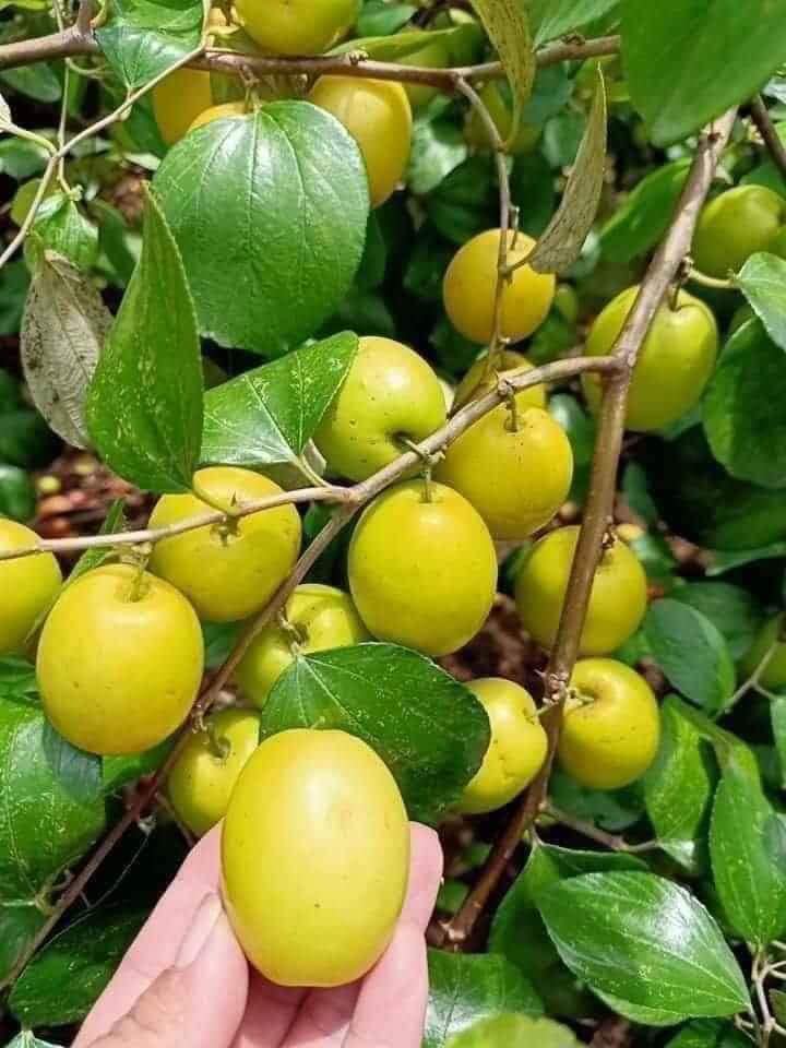 Táo Đào Vàng - Hình ảnh 3