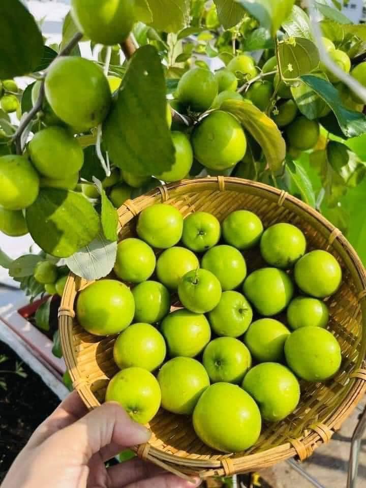 Táo Thái - Hình ảnh 2