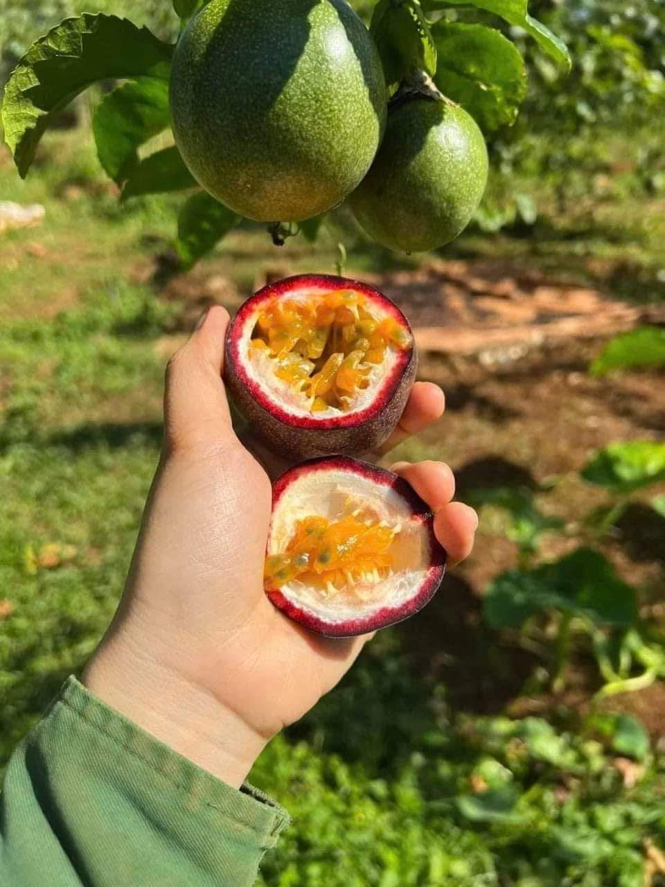 Chanh Leo - Hình ảnh 3