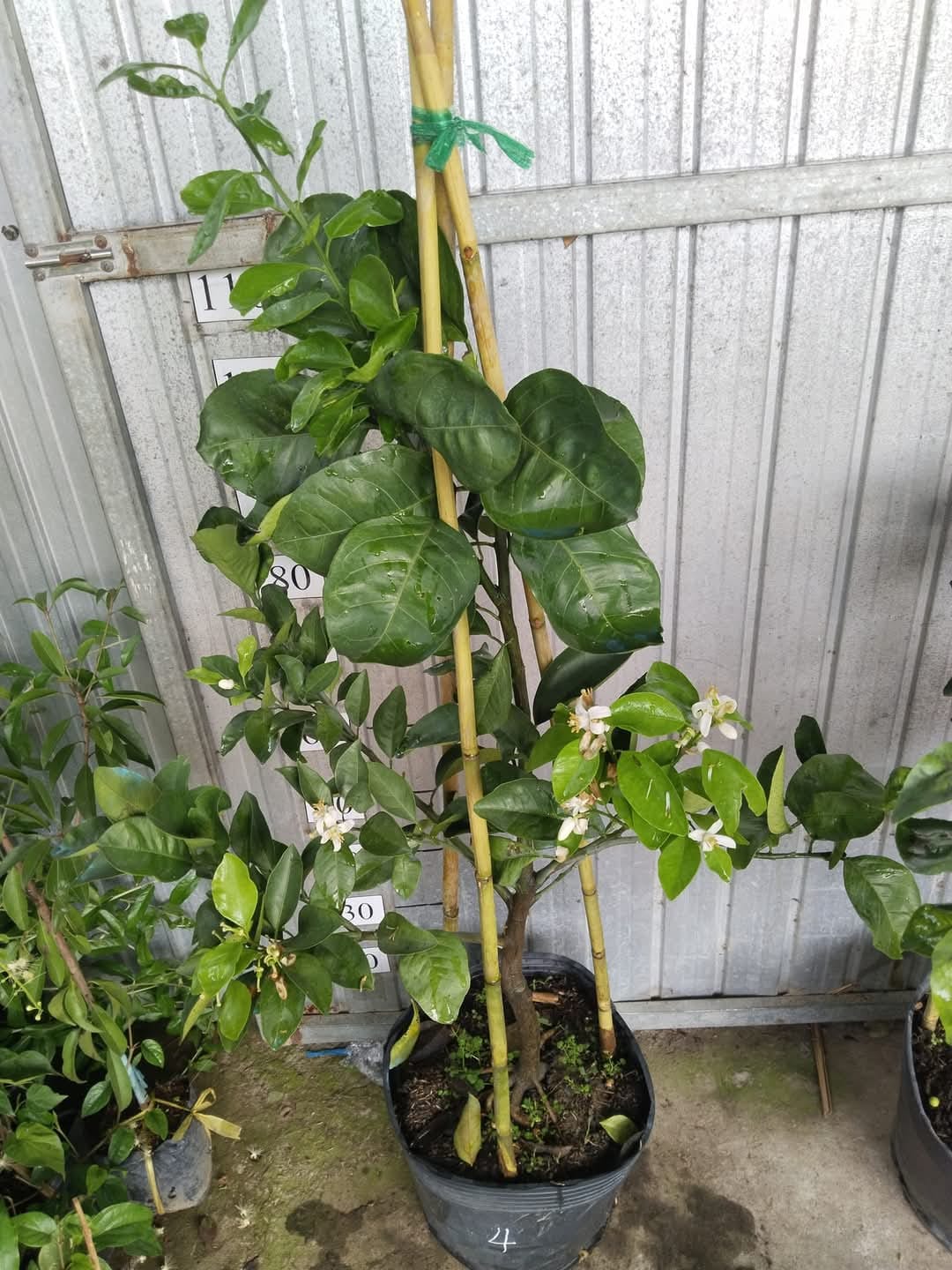 Cam Xoàn - Hình ảnh 2