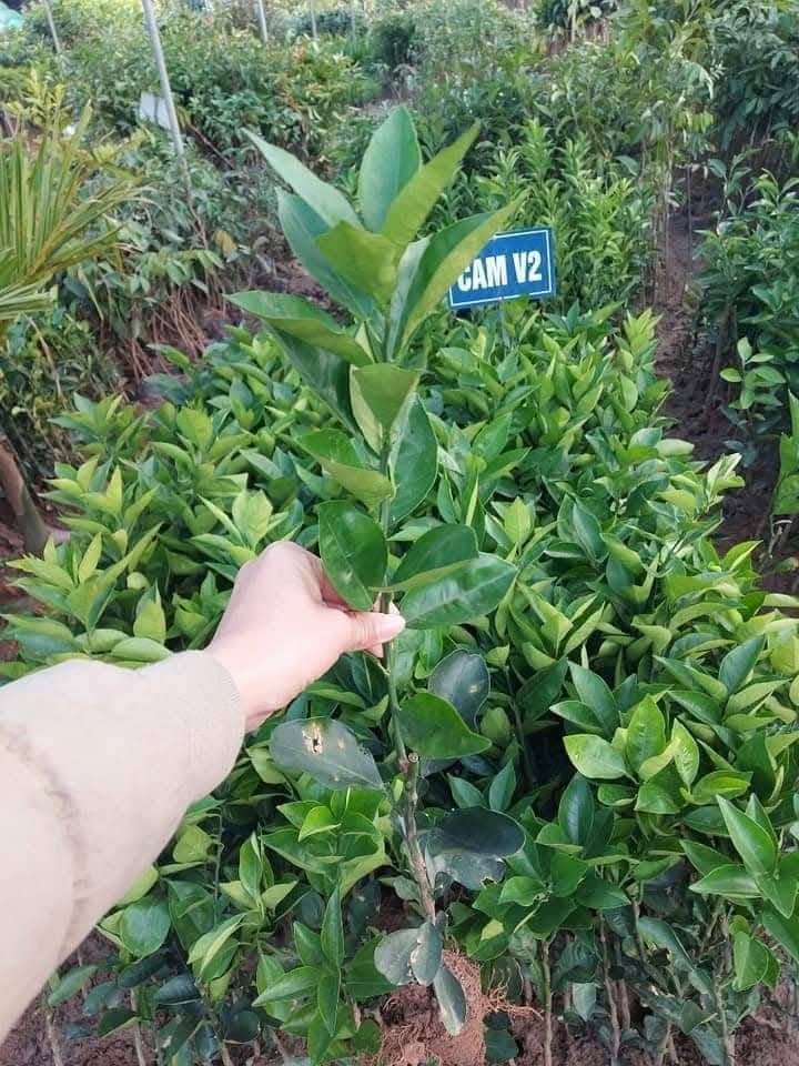 Cam V2 - Hình ảnh 3