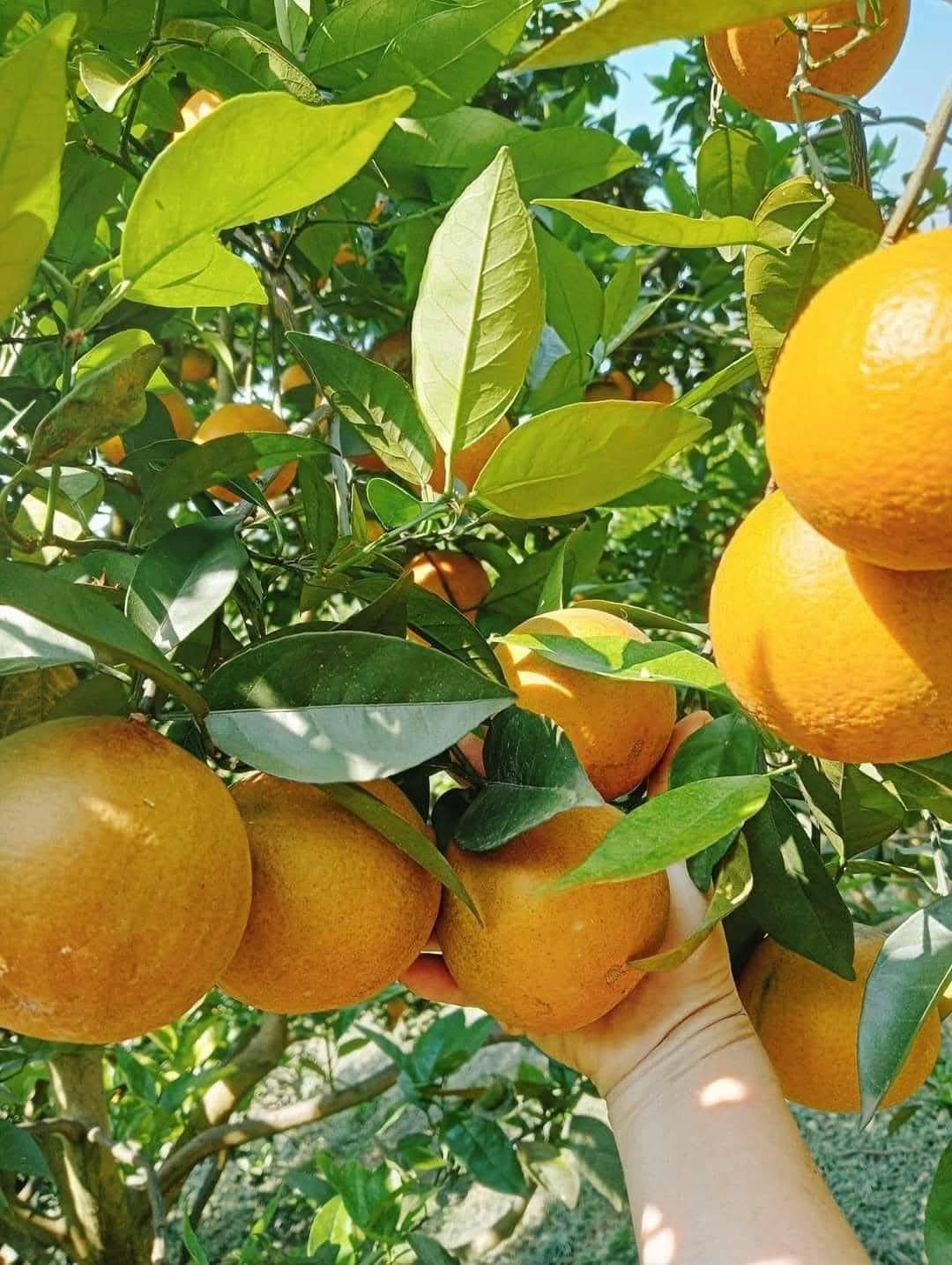 Cam V2 - Hình ảnh 4