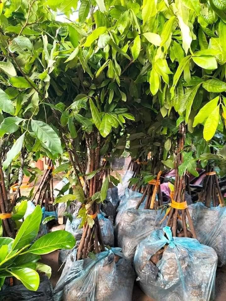 Nhãn Muộn - Hình ảnh 2