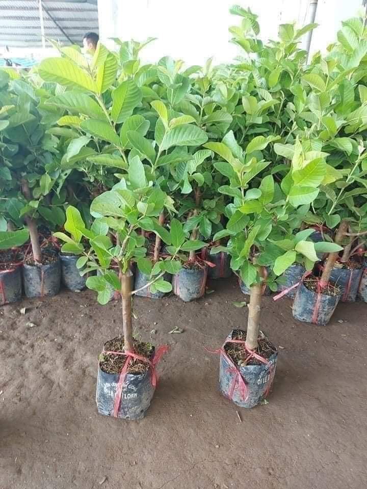 Ổi Không Hạt - Hình ảnh 2