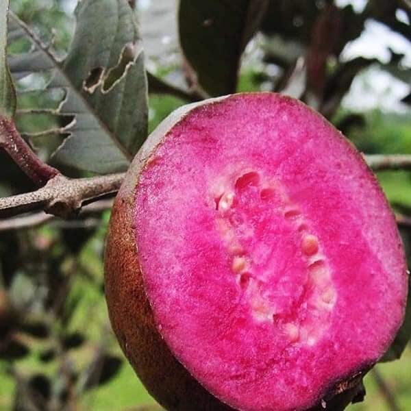 Ổi Tím - Hình ảnh 3