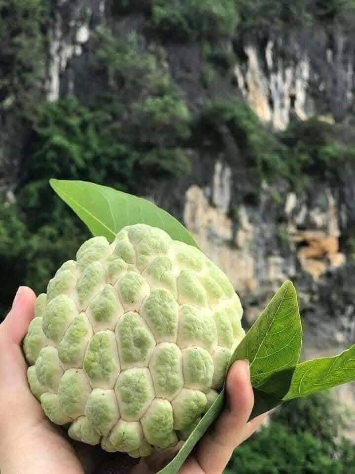 Na Dai - Hình ảnh 2