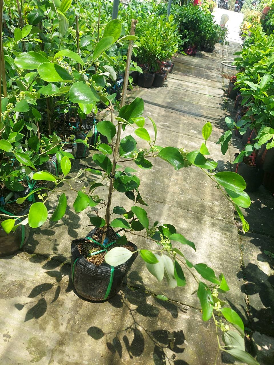 Táo Thái - Hình ảnh 3