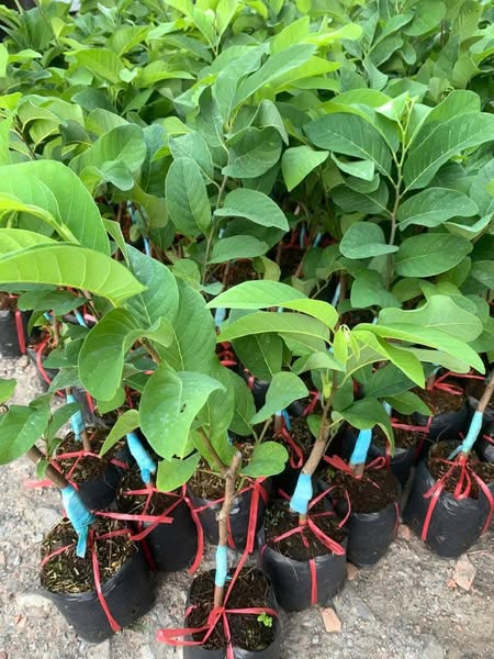 Na Đài Loan - Hình ảnh 3