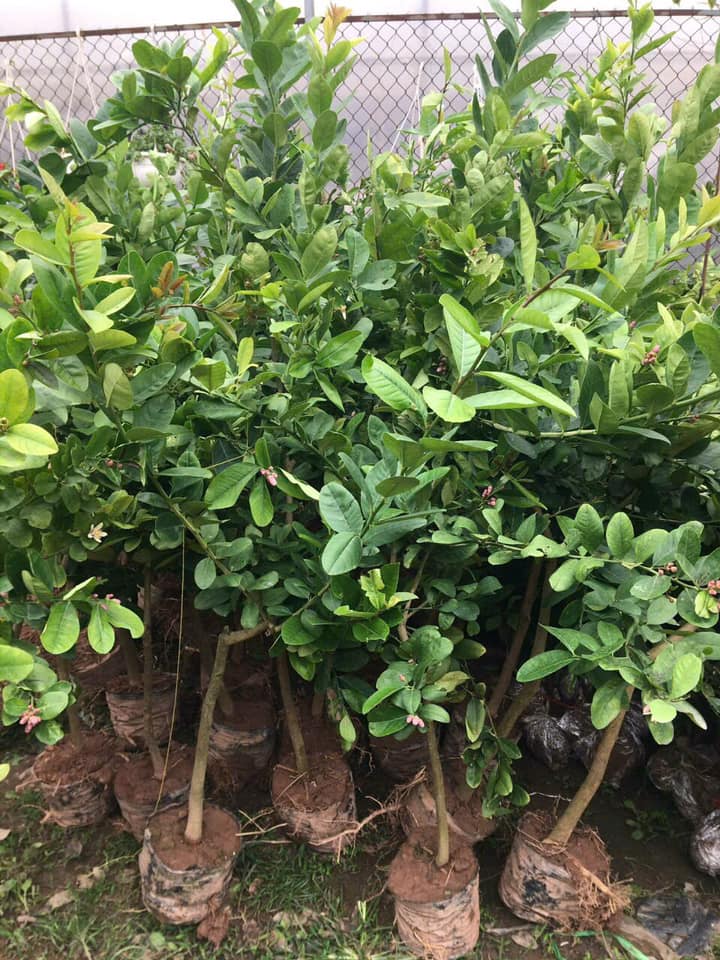 Chanh Vàng - Hình ảnh 2