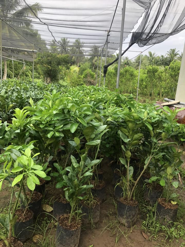 Bưởi Năm Roi - Hình ảnh 3