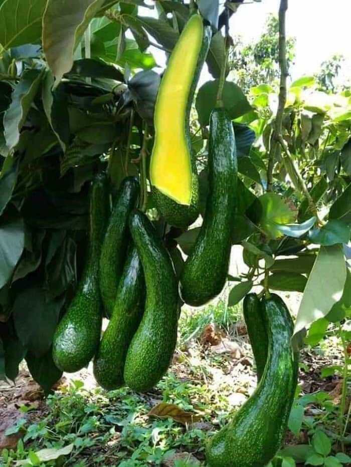 Bơ 034 - Hình ảnh 2