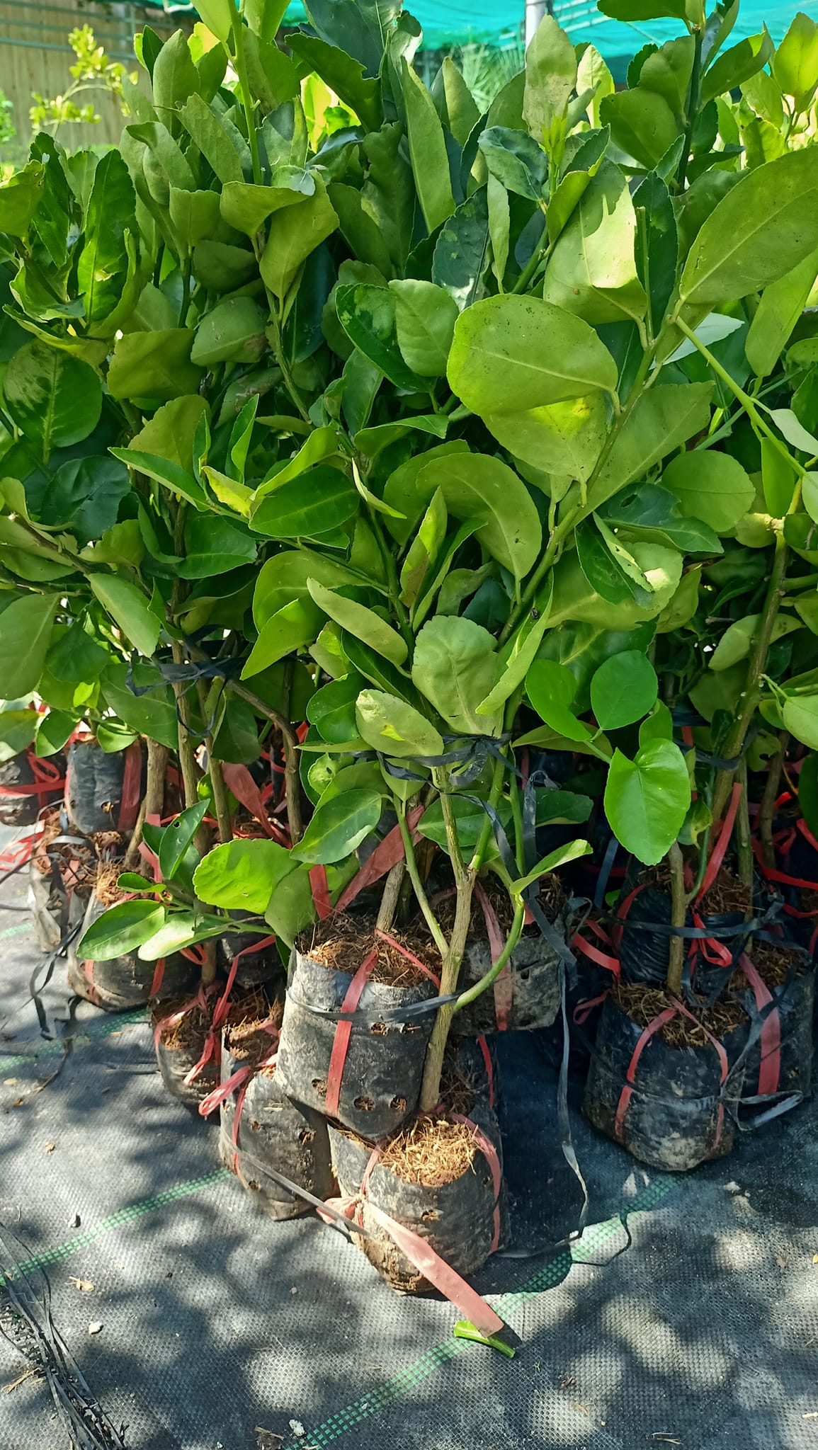 Chanh Không Hạt - Hình ảnh 3