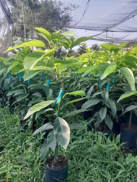 Bơ 034 - Hình ảnh 3