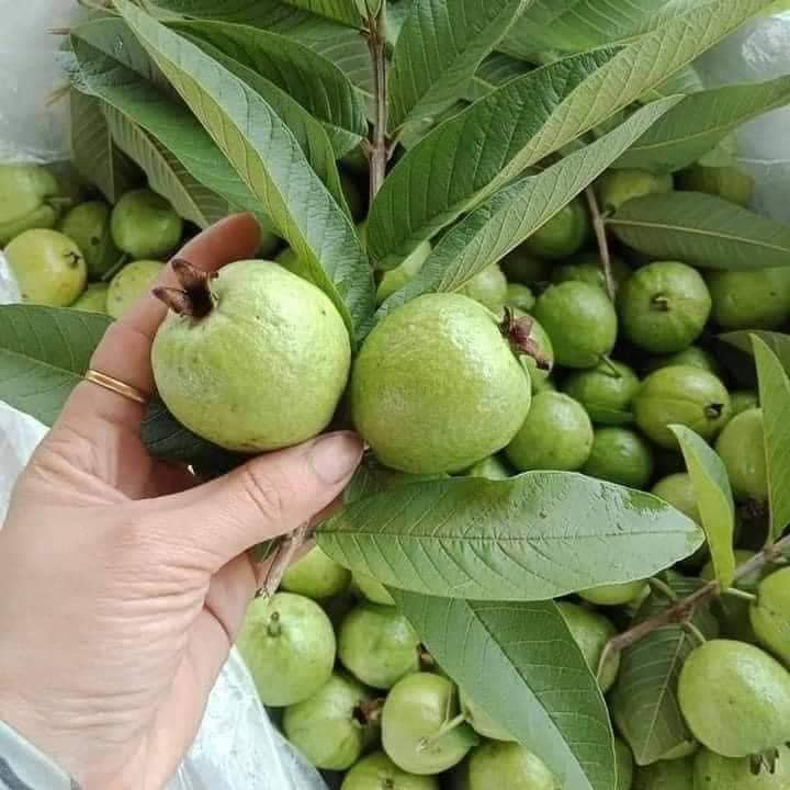 Ổi Tứ Quý - Hình ảnh 3