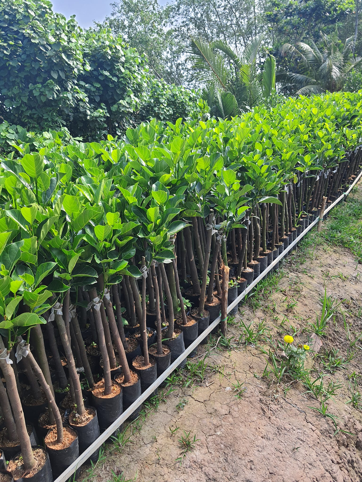 Mít Ruột Đỏ - Hình ảnh 3