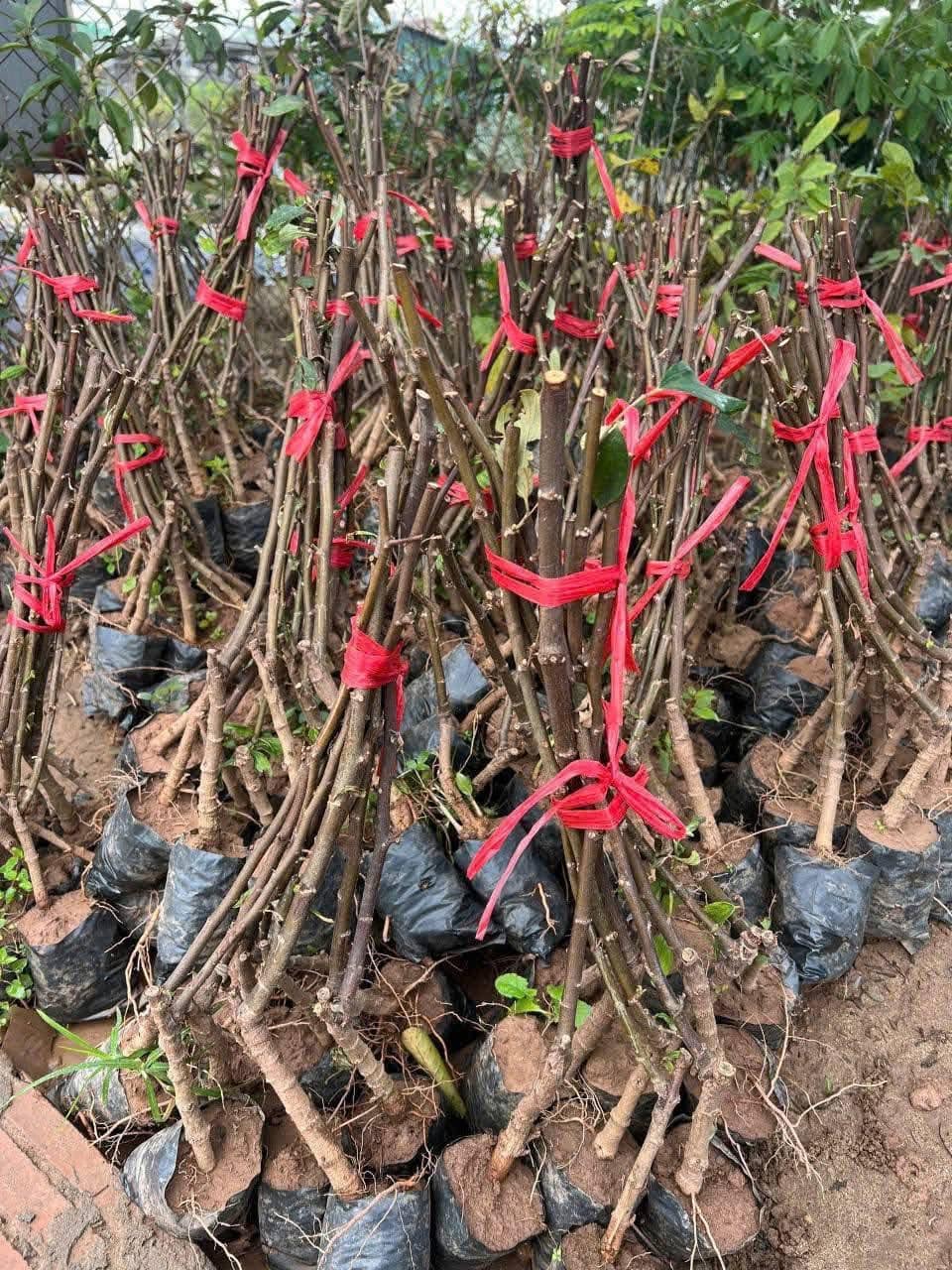 Táo Đại Mật - Hình ảnh 3