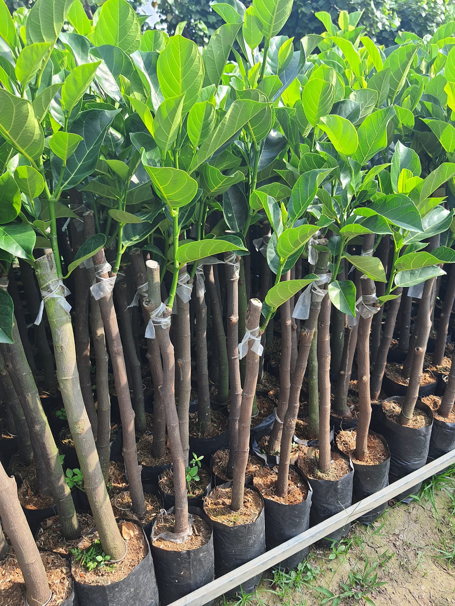 Mít Ruột Đỏ - Hình ảnh 4