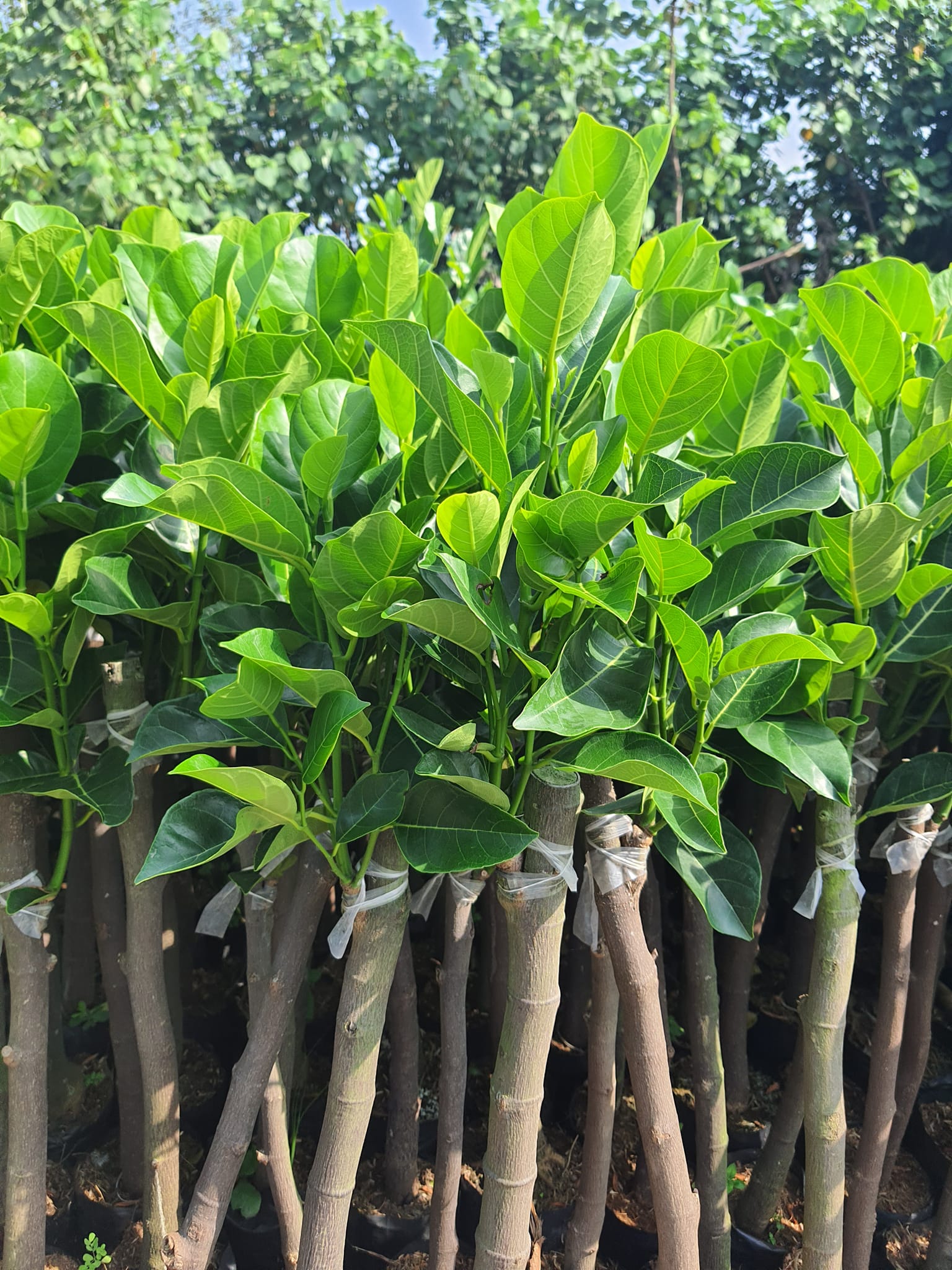 Mít Ruột Đỏ - Hình ảnh 5