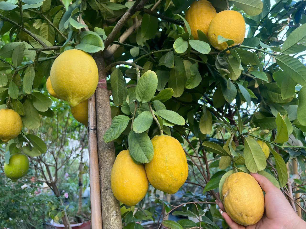 Chanh Vàng - Hình ảnh 4